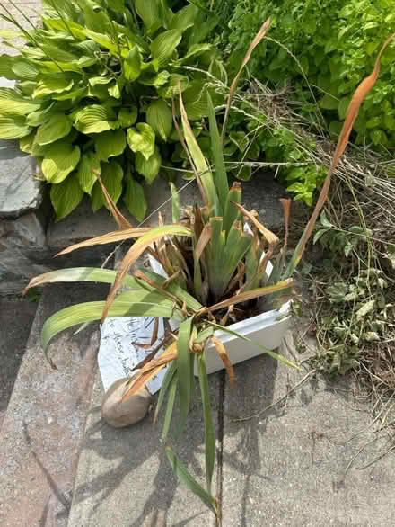 Photo of free Purple iris bulbs (16th Street Heights) #1