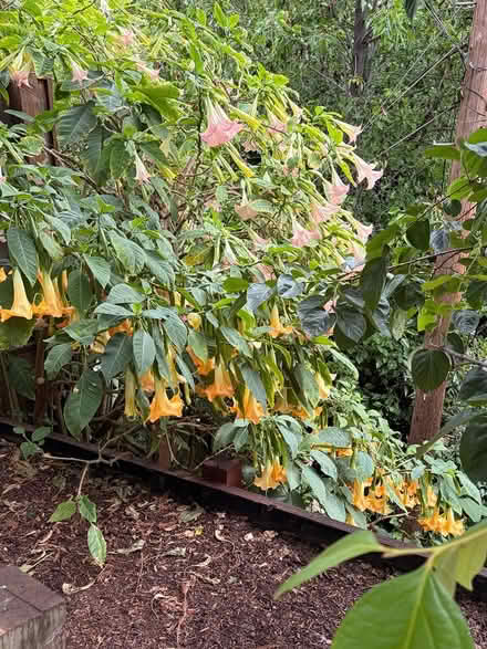 Photo of free Rooted cuttings from Angel Trumpet (San Carlos-El Camino near Hull) #3
