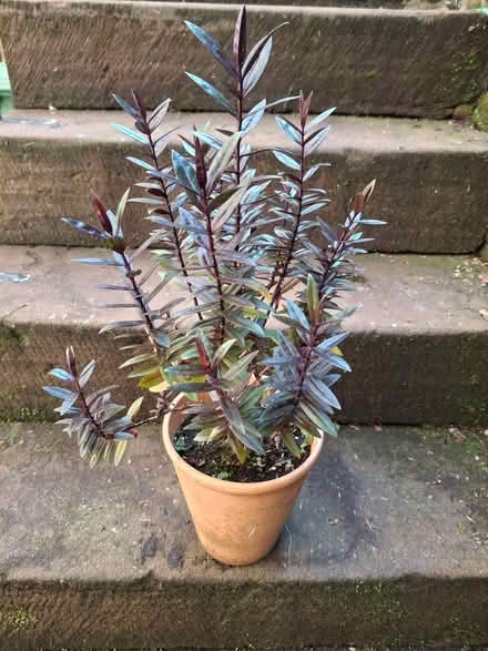 Photo of free Garden plants. (Penrith CA11) #3