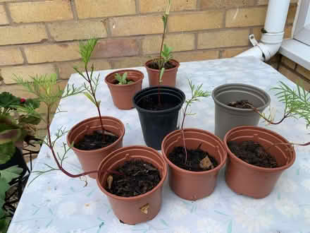 Photo of free Few small cosmos plants (Mount Pleasant SY1) #1