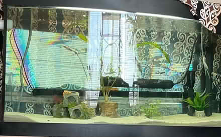 Photo of free Fifty five gallon aquarium setup (People’s crossing area) #3