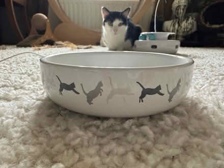 Photo of free 3 cat food/water bowls (SE8 Deptford) #2