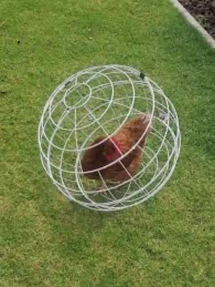 Photo of free 2 Chicken Metal Orb Balls (New) (Fair Lawn, NJ) #1