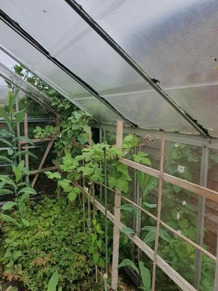 Photo of free Green house (hemel hempstead) #3