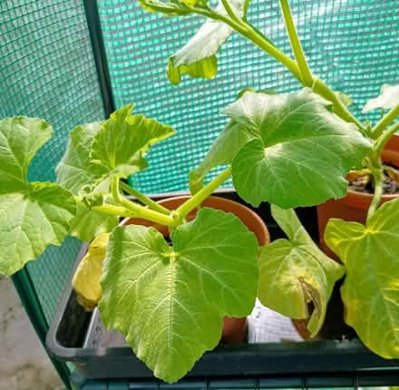 Photo of free Melon plants (Wray LA2) #1