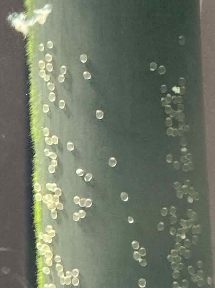 Photo of free Fifty five gallon aquarium setup (People’s crossing area) #2