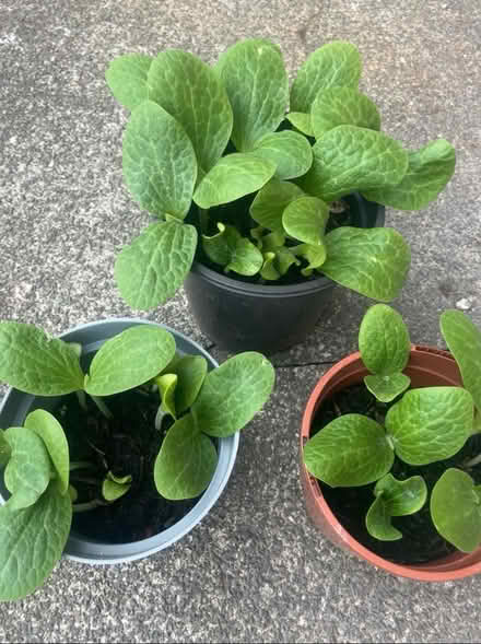 Photo of free Approximately 20 pumpkin plants (Garston L19) #1