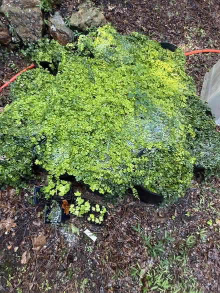 Photo of free Creeping Jenny ground cover (Duke Forest) #1