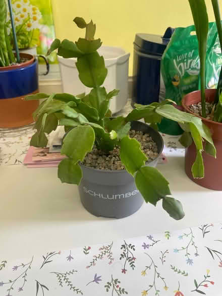 Photo of free 2 Houseplants (Southdown BA2) #2