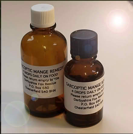 Photo of free Sarcoptic Mange remedy for cats (Woodingdean BN2) #1