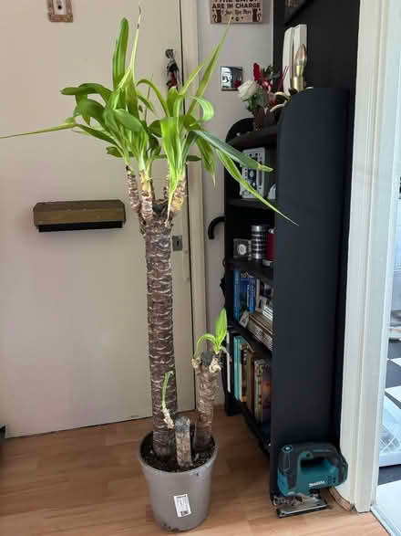 Photo of free Yucca plant (SE8 Deptford) #1