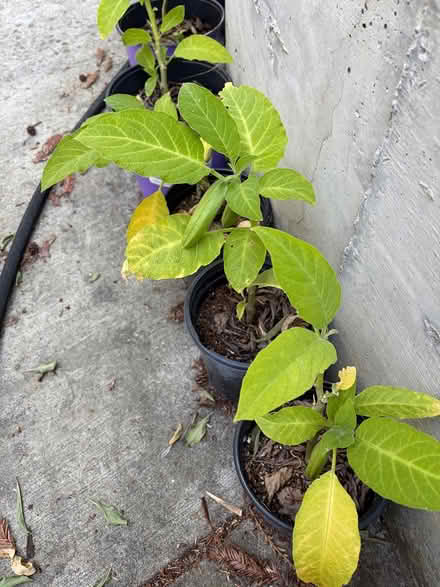 Photo of free Rooted cuttings from Angel Trumpet (San Carlos-El Camino near Hull) #1