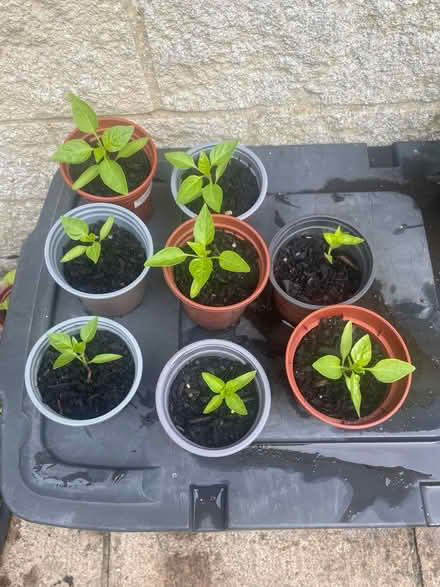 Photo of free Red pepper plants (Weston BA1) #1