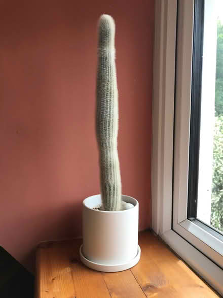 Photo of free A cactus (Willingdon BN20) #1