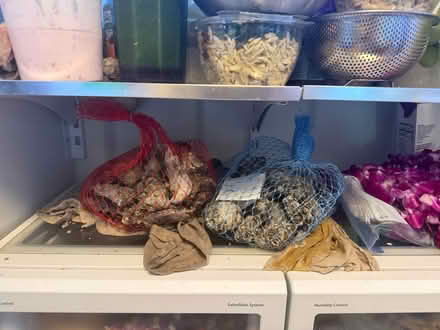 Photo of free Oysters (Piedmont) #1
