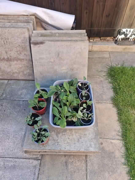 Photo of free 18 primrose plants (Gilesgate DH1) #1