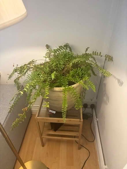 Photo of free Big potted fern (North Greenwich SE10) #1