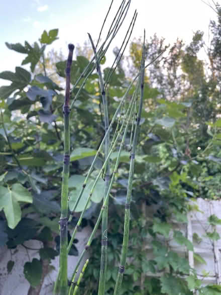 Photo of free Japanese horse hair plant (Reading West RG1) #3
