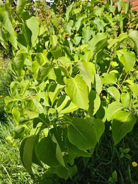 Photo of free Cherry and Lilac saplings (Wolfhill PH2) #1