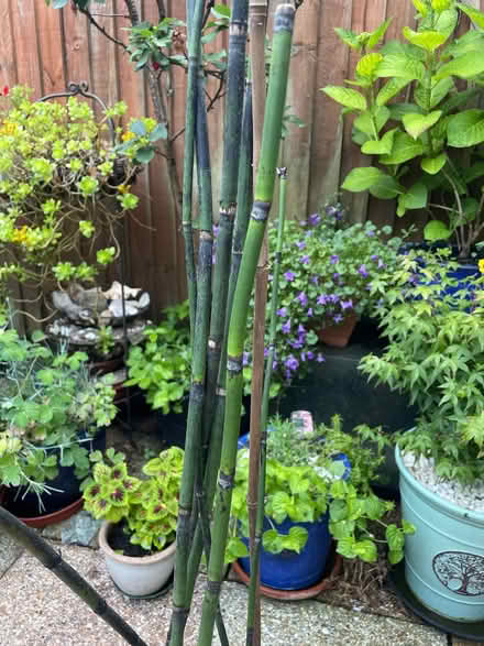 Photo of free Japanese horse hair plant (Reading West RG1) #2