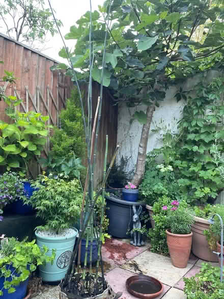 Photo of free Japanese horse hair plant (Reading West RG1) #1