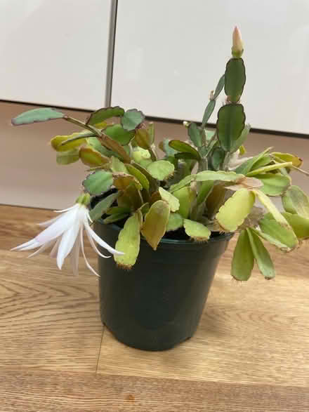 Photo of free Indoor flowering cactus (Barnton EH4) #1