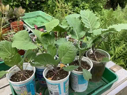 Photo of free Brassica plants (Brough CA17) #1