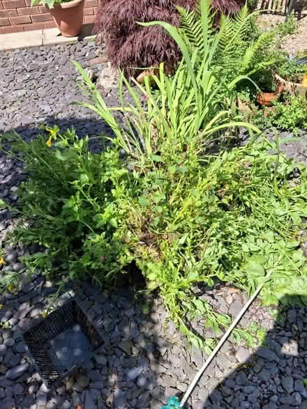 Photo of free Mature pond plants (Birmingham B45 Rubery/Rednal) #1