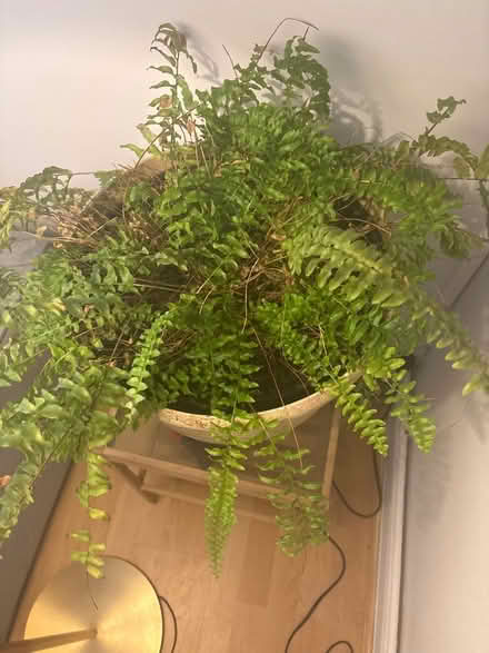 Photo of free Big potted fern (North Greenwich SE10) #2