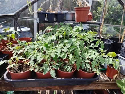 Photo of free Tomato plants (cherry I think) (Renishaw S21) #1