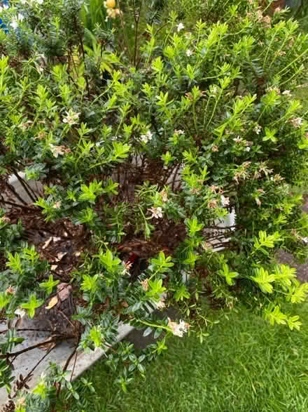 Photo of free Mature Hebe shrub (Purbrook PO7) #2