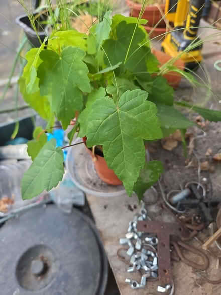 Photo of free Various plants (Willey Green GU3) #2