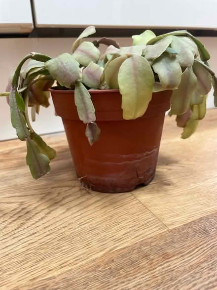 Photo of free Indoor flowering cactus plant (Barnton EH4) #1