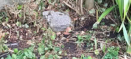 Photo of free Garden stones (Killester) #2