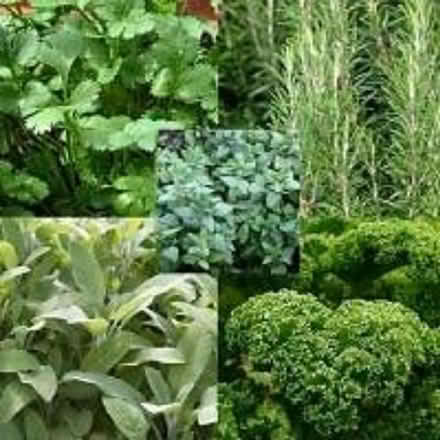 Photo of Herb plants (culinary mostly) (Barnard's Green WR14) #1