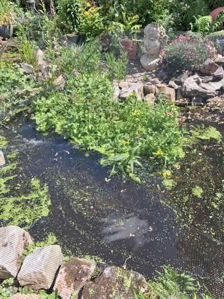 Photo of free Mature pond plants (Birmingham B45 Rubery/Rednal) #2