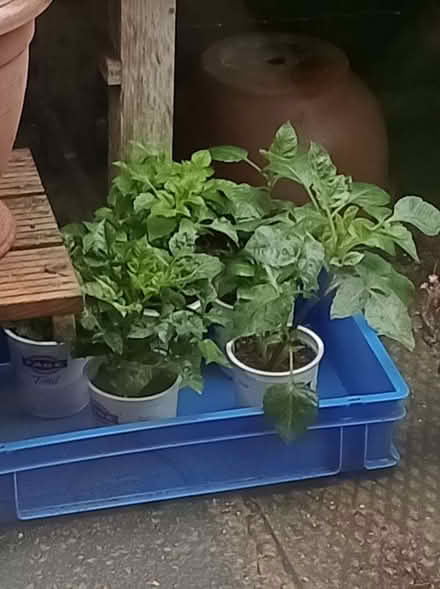 Photo of free Dahlias (Lower Earley RG6) #1