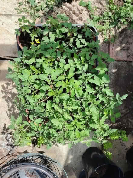 Photo of free Tomato plants (cherry I think) (Renishaw S21) #2
