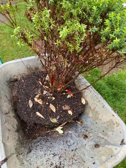 Photo of free Mature Hebe shrub (Purbrook PO7) #3