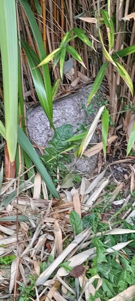 Photo of free Garden stones (Killester) #4
