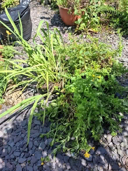Photo of free Pond plants (Birmingham B45 Rubery/Rednal) #2