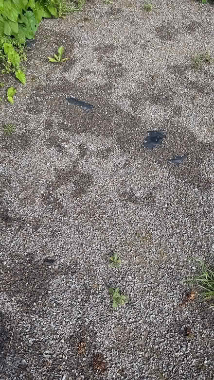 Photo of free Gravel (DH6) #2