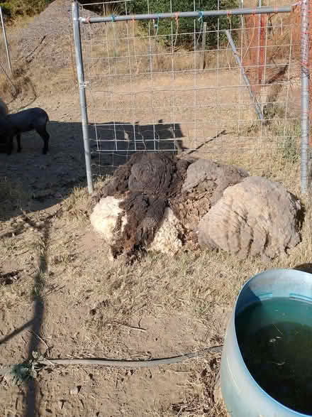 Photo of free wool sheep just sheared (Healdsburg,) #1