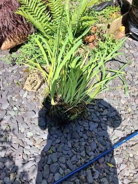 Photo of free Pond plants (Birmingham B45 Rubery/Rednal) #1