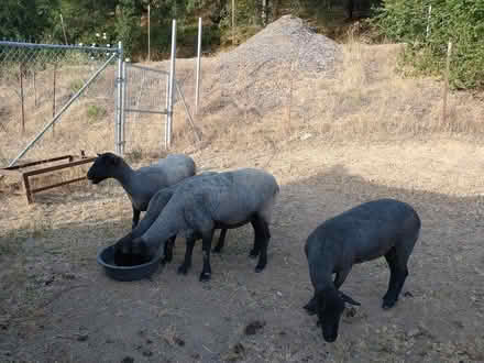 Photo of free wool sheep just sheared (Healdsburg,) #2