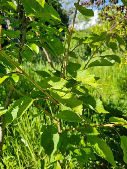 Photo of free Cherry and Lilac saplings (Wolfhill PH2) #2