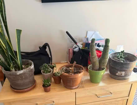 Photo of free Plants/Cacti (Reading) #1