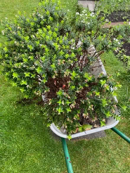 Photo of free Mature Hebe shrub (Purbrook PO7) #1