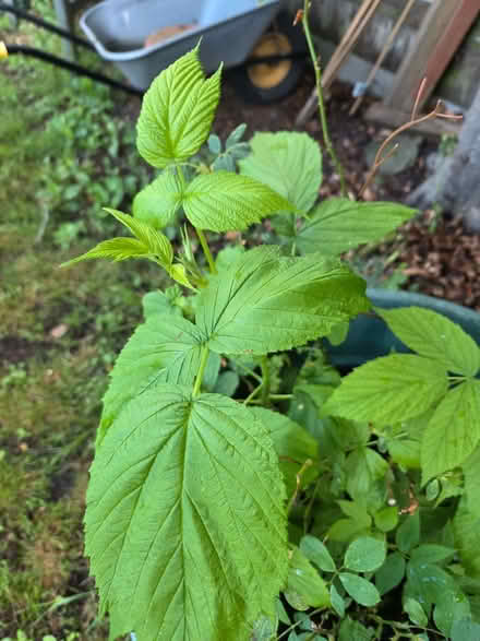 Photo of free Raspberry and tomato saplings (Willey Green GU3) #1