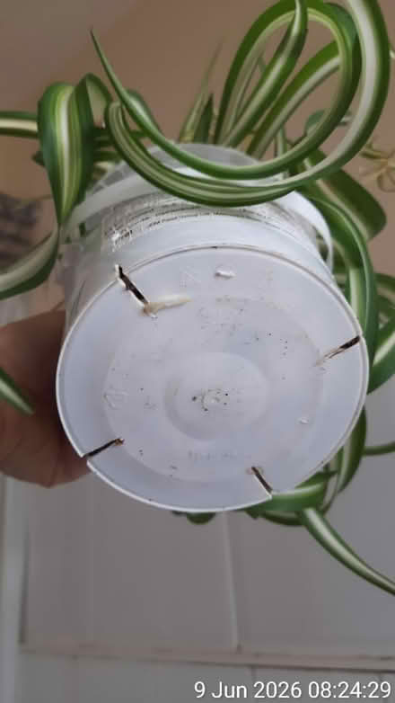 Photo of free Curly variegated spider plant Ø12cm (Edgwarebury Lane) #3
